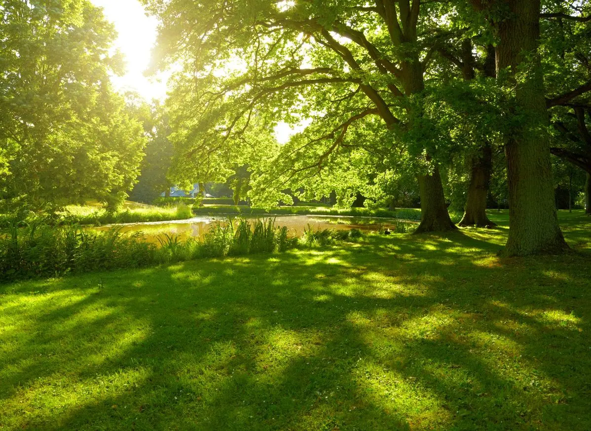 A tree with sun shining through it's leaves.