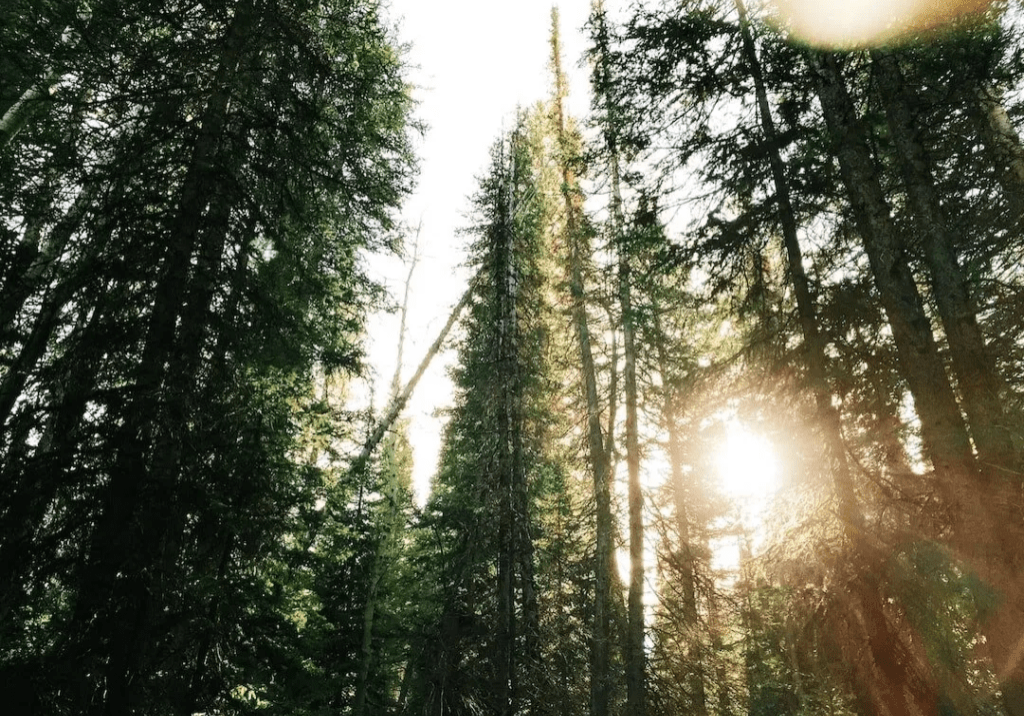 A forest with trees and sun shining through.